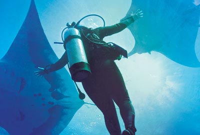 Soccoro - Giant Mantas, Haie und Delfine