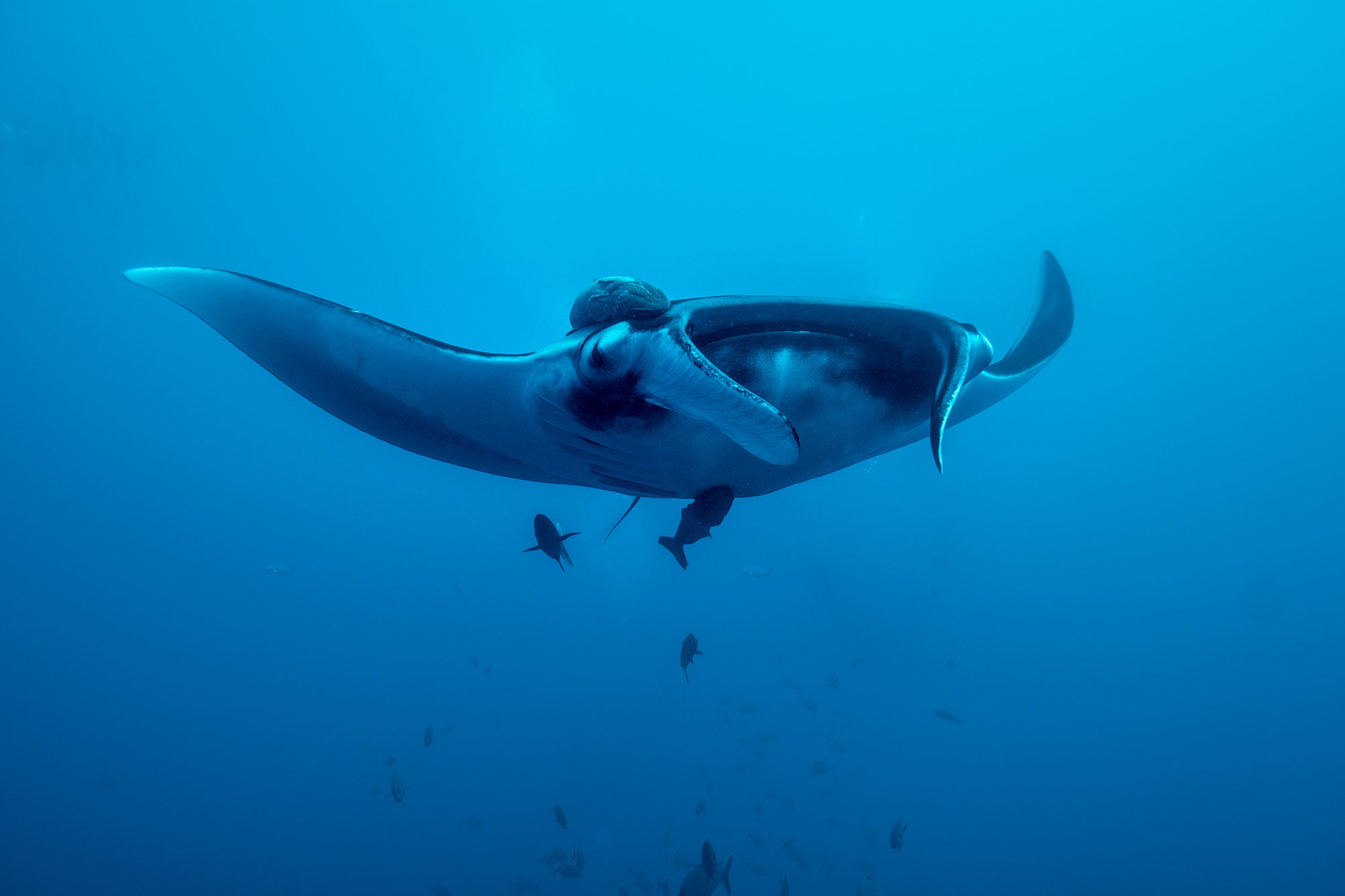 Soccoro - Giant Mantas, Haie und Delfine